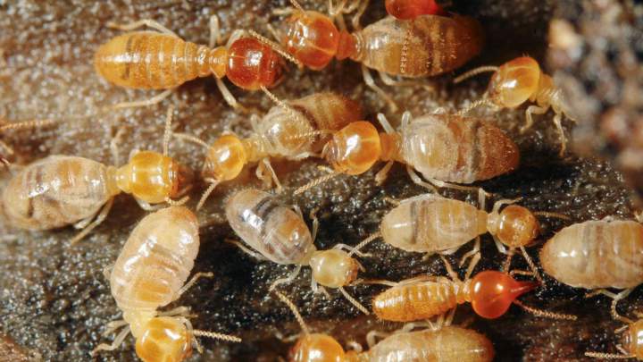 Insect Control Services Miami